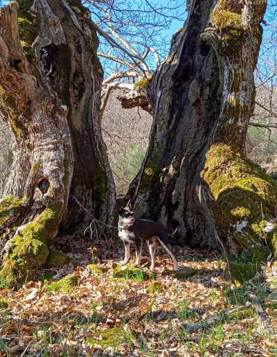 Alojamiento y Senderismo en La Vera