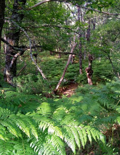 Alojamiento y Senderismo en La Vera