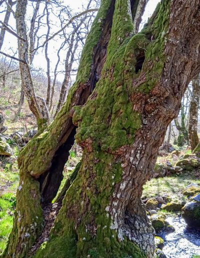 Alojamiento y Senderismo en La Vera