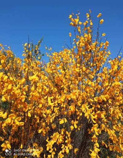 vegetacion autoctona