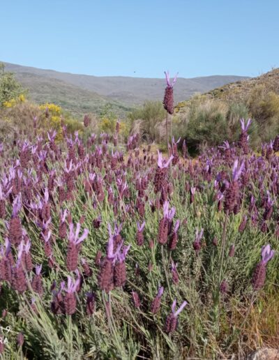 Senderismo norte de extremadura